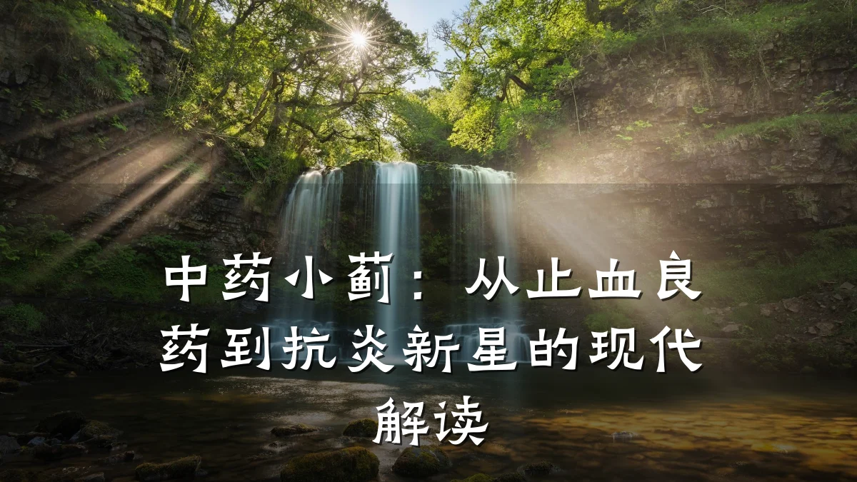 中药小蓟:从止血良药到抗炎新星的现代解读