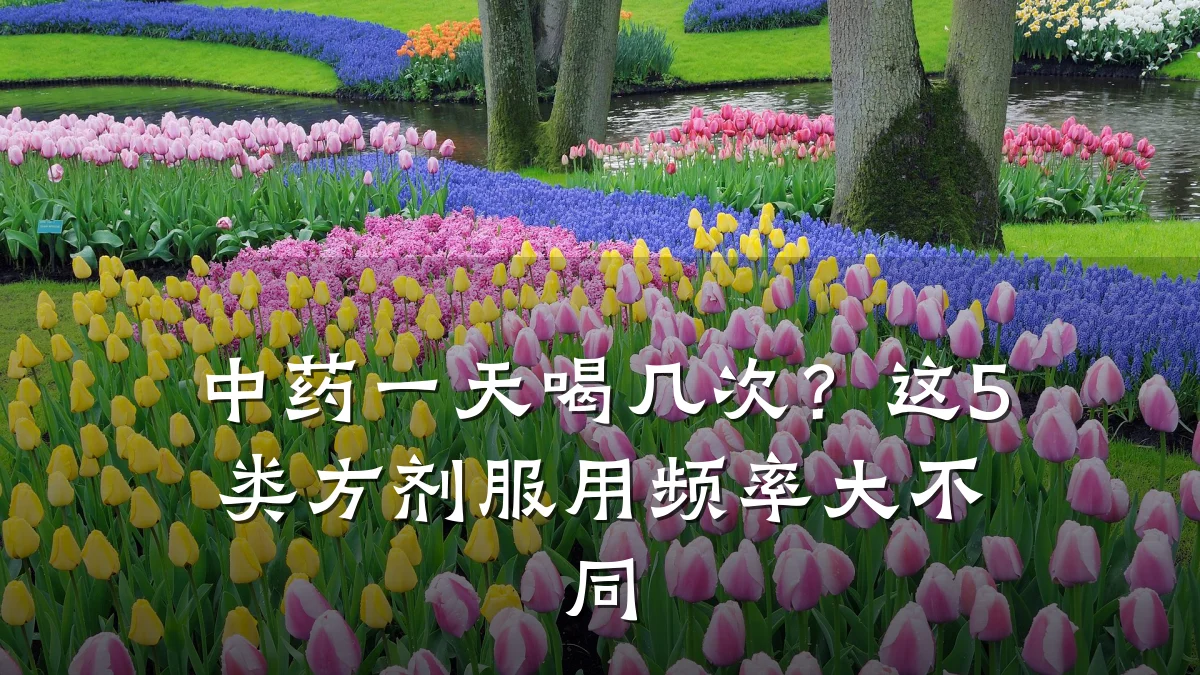 中药一天喝几次?这5类方剂服用频率大不同