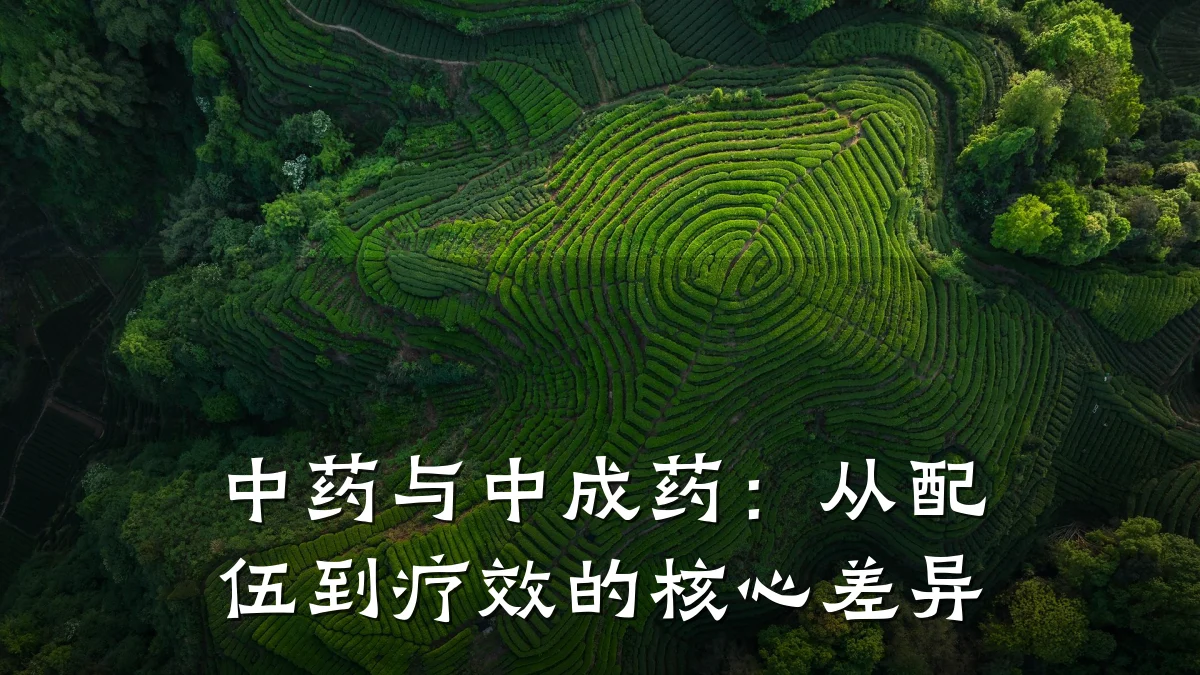 中药与中成药:从配伍到疗效的核心差异