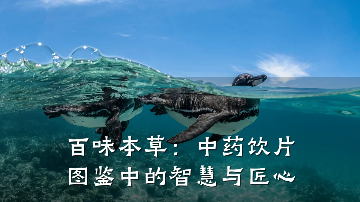 百味本草:中药饮片图鉴中的智慧与匠心