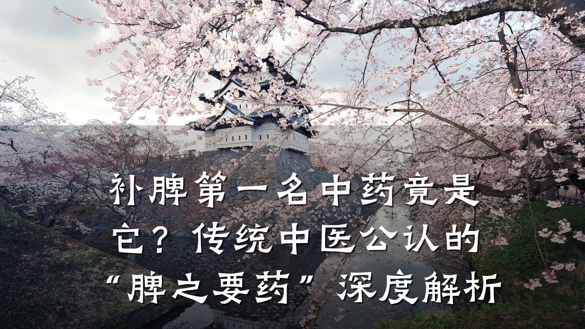 补脾第一名中药竟是它？传统中医公认的“脾之要药”深度解析