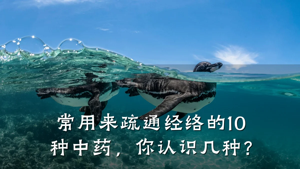常用来疏通经络的10种中药，你认识几种？