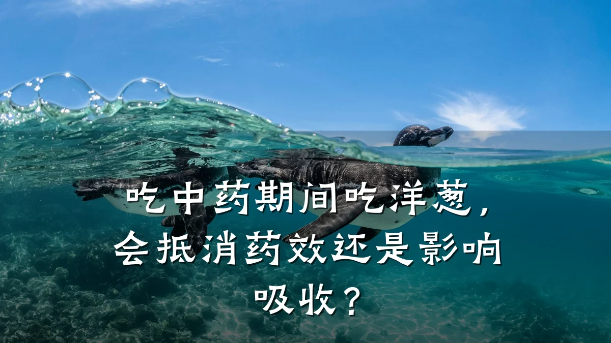 吃中药期间吃洋葱,会抵消药效还是影响吸收?