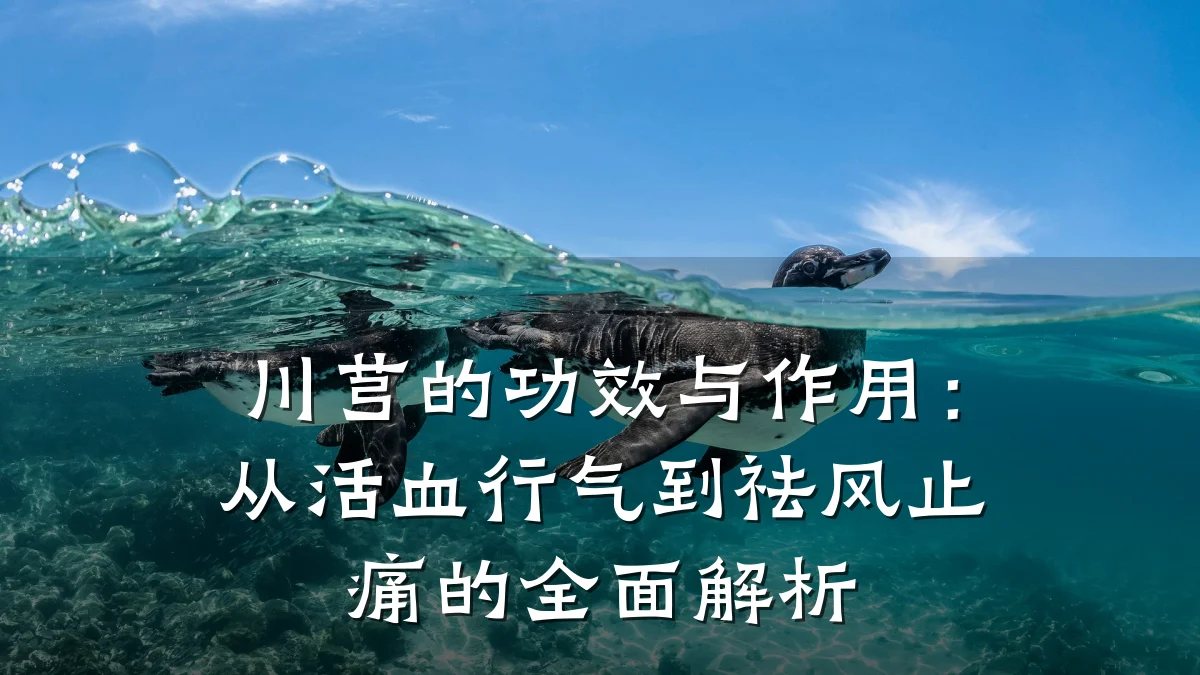 川芎的功效与作用：从活血行气到祛风止痛的全面解析