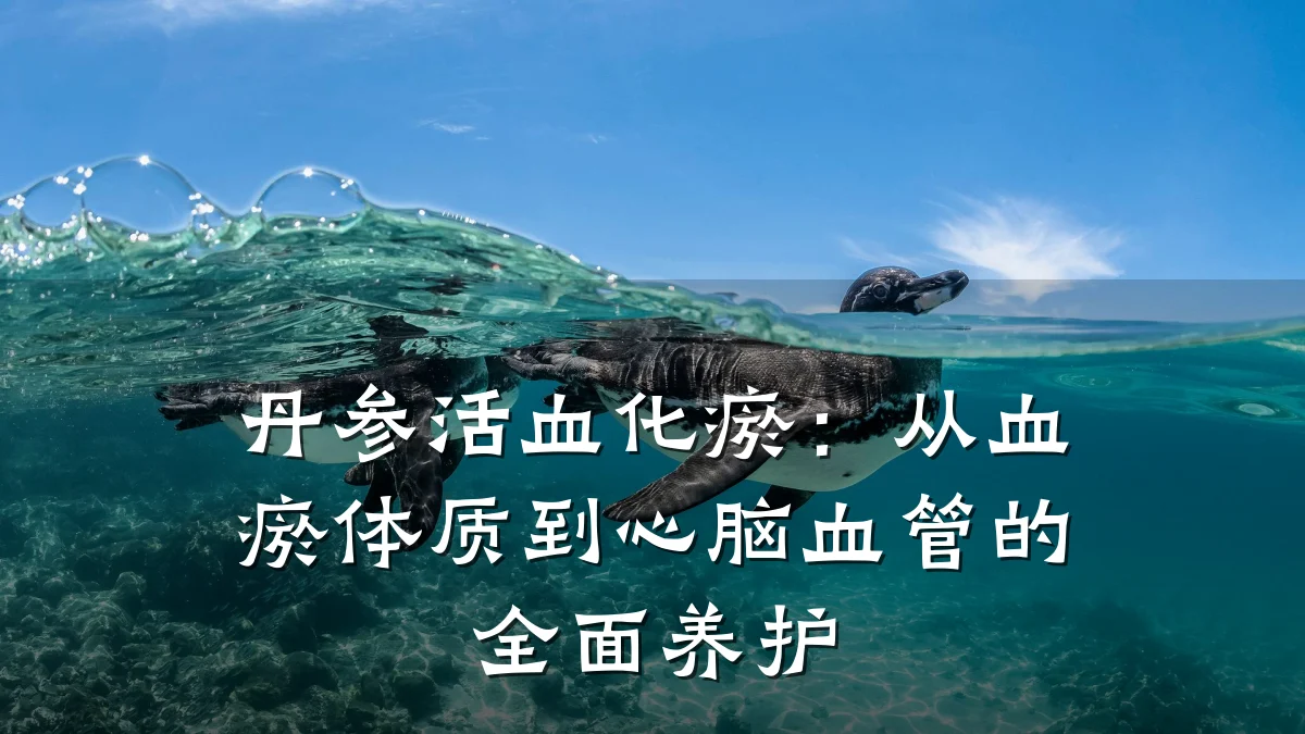 丹参活血化瘀:从血瘀体质到心脑血管的全面养护