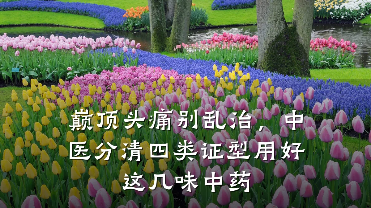 巅顶头痛别乱治,中医分清四类证型用好这几味中药