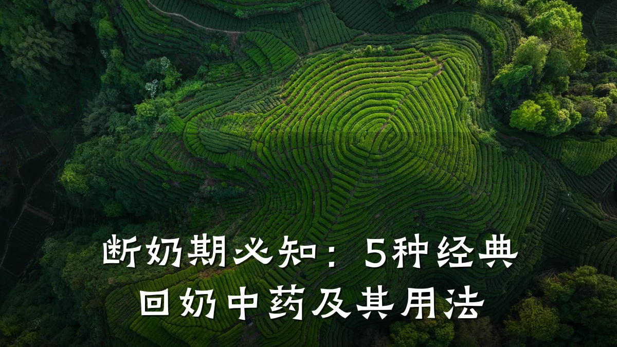 断奶期必知:5种经典回奶中药及其用法