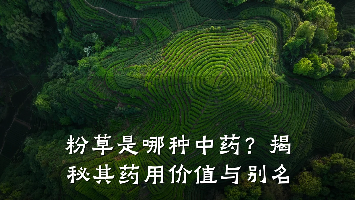 粉草是哪种中药？揭秘其药用价值与别名