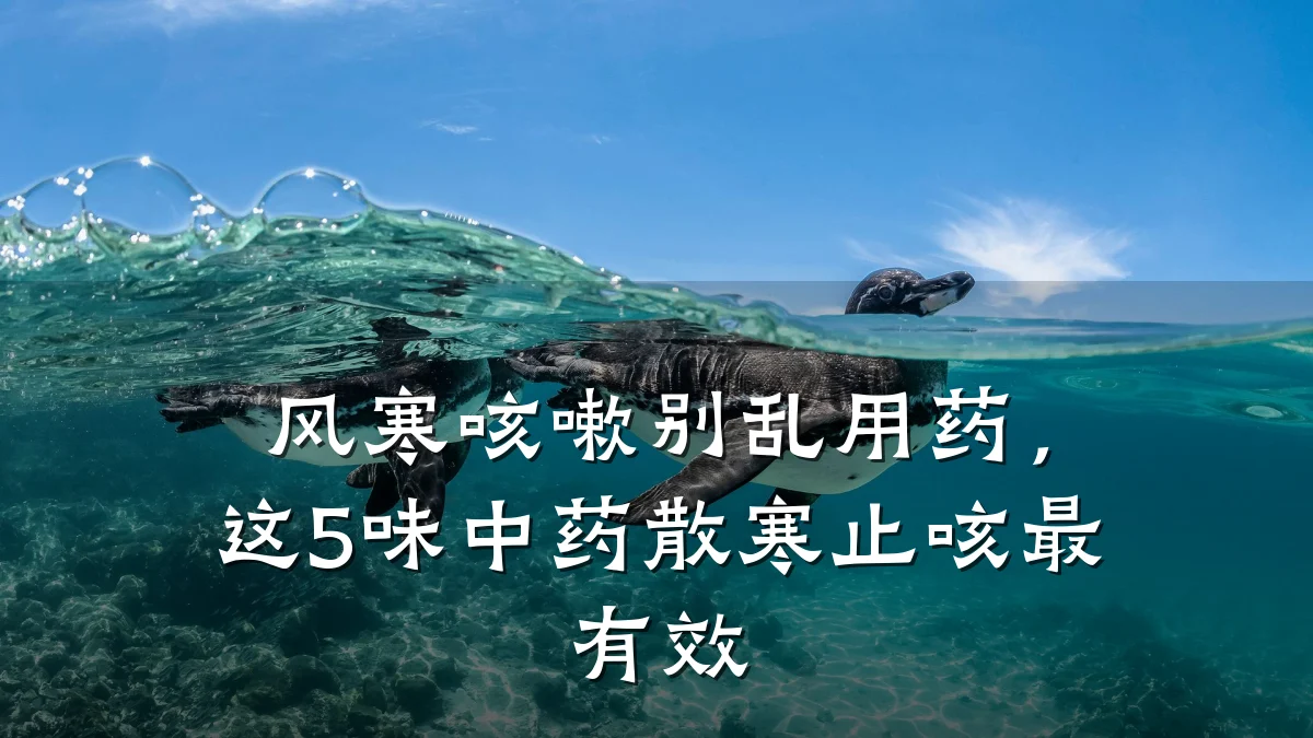 风寒咳嗽别乱用药,这5味中药散寒止咳最有效