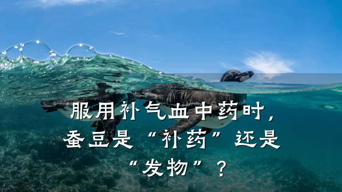 服用补气血中药时,蚕豆是“补药”还是“发物”?