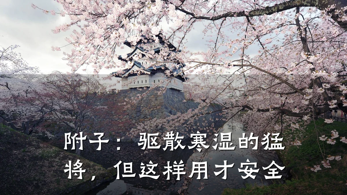 附子：驱散寒湿的猛将，但这样用才安全