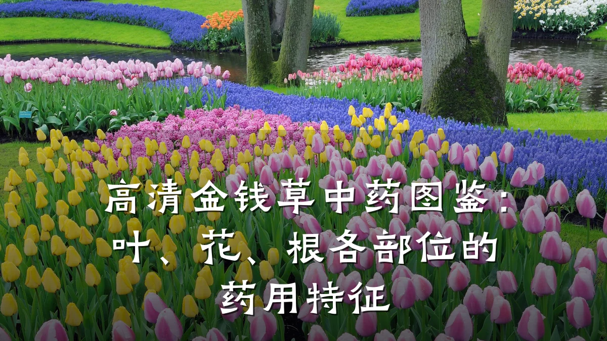 高清金钱草中药图鉴:叶、花、根各部位的药用特征