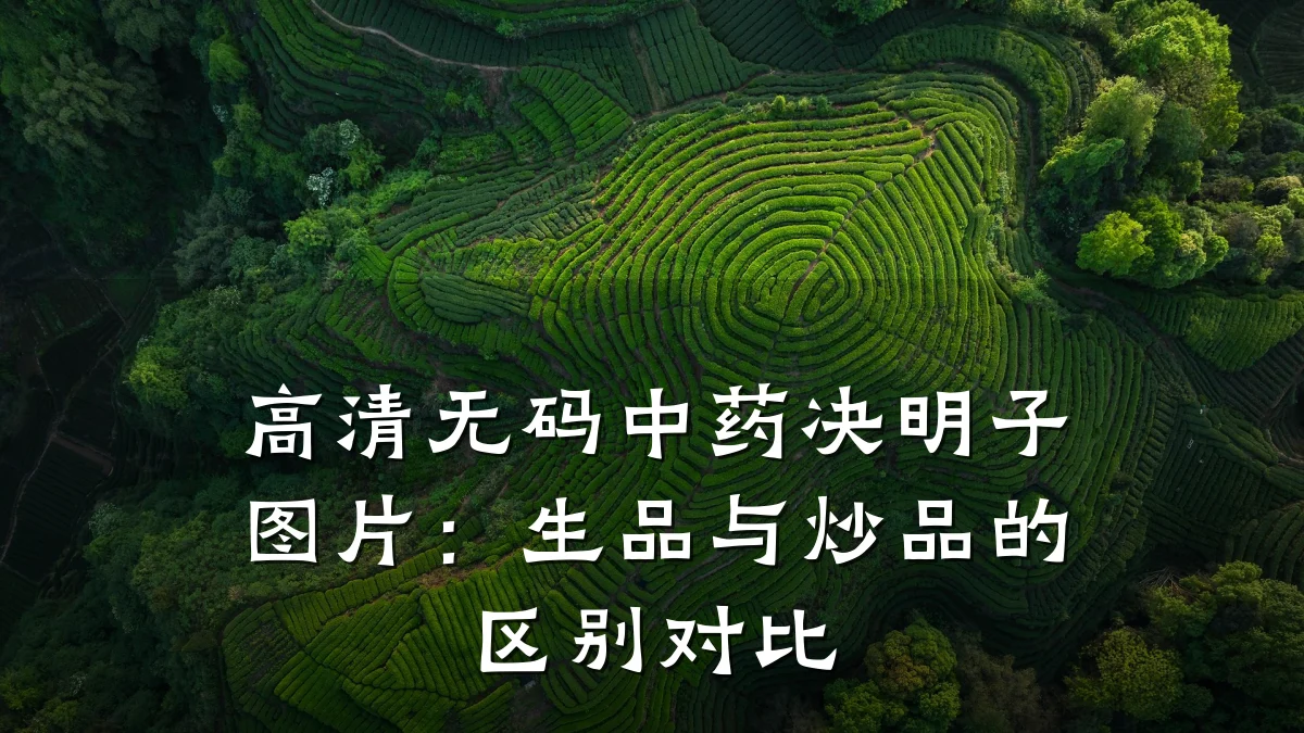 高清无码中药决明子图片:生品与炒品的区别对比