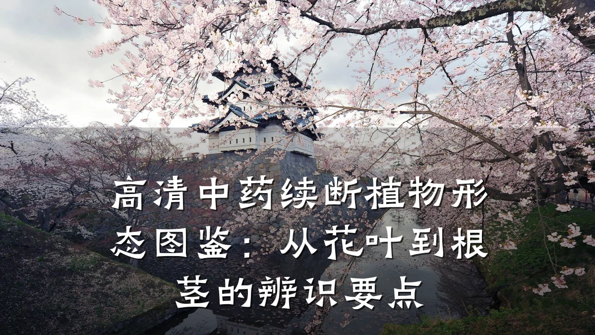 高清中药续断植物形态图鉴:从花叶到根茎的辨识要点