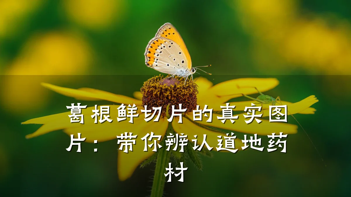 葛根鲜切片的真实图片:带你辨认道地药材