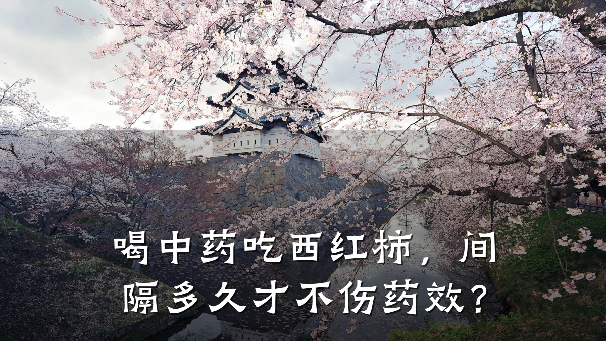 喝中药吃西红柿,间隔多久才不伤药效?