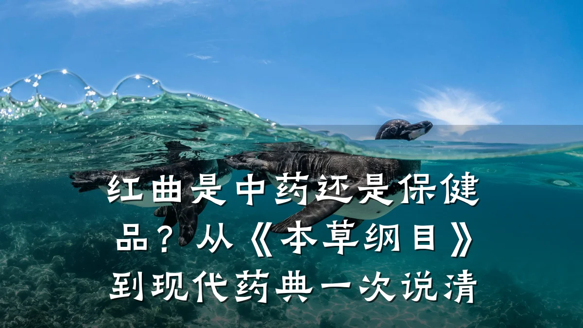 红曲是中药还是保健品?从《本草纲目》到现代药典一次说清