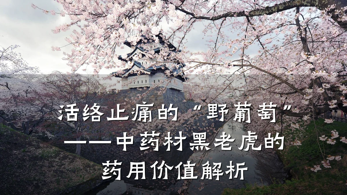 活络止痛的“野葡萄”——中药材黑老虎的药用价值解析
