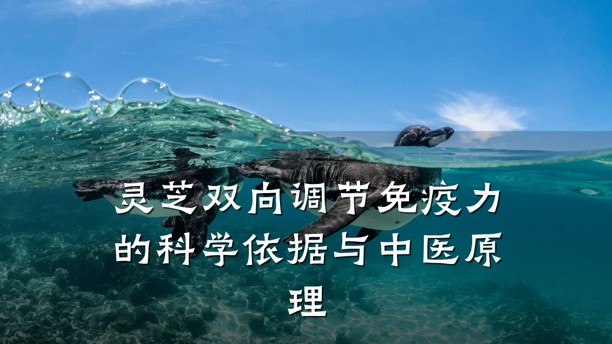 灵芝双向调节免疫力的科学依据与中医原理