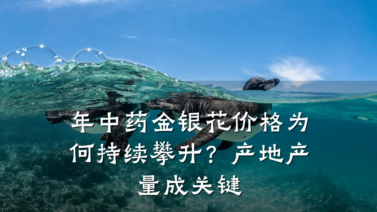 年中药金银花价格为何持续攀升?产地产量成关键