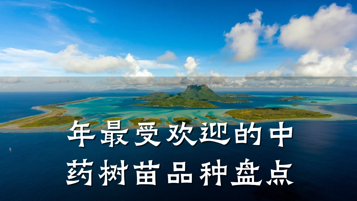 年最受欢迎的中药树苗品种盘点
