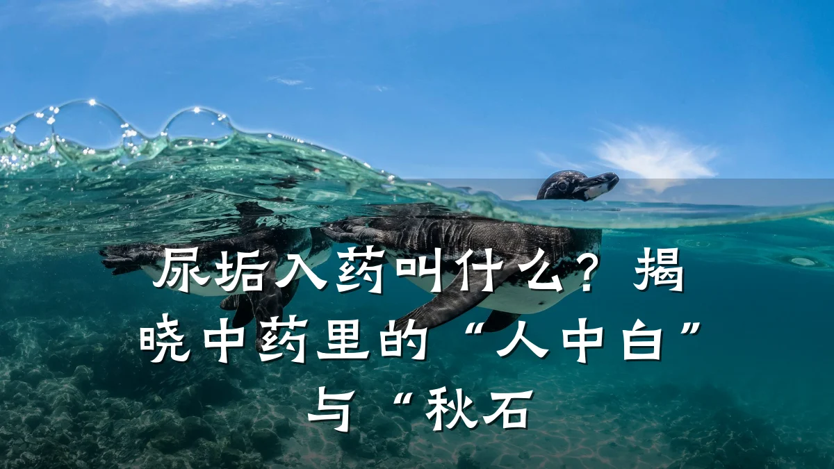 尿垢入药叫什么?揭晓中药里的“人中白”与“秋石