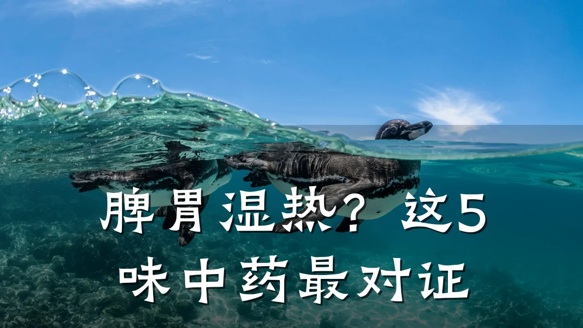 脾胃湿热?这5味中药最对证