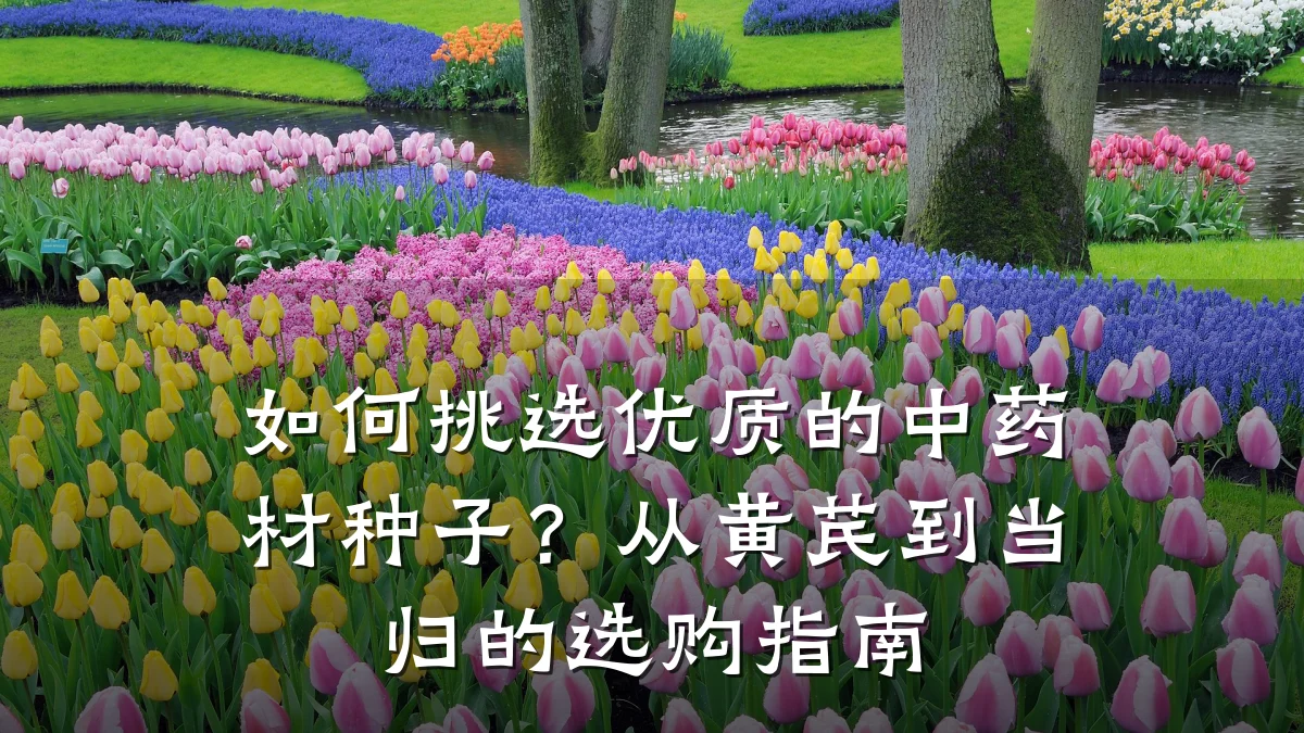 如何挑选优质的中药材种子？从黄芪到当归的选购指南