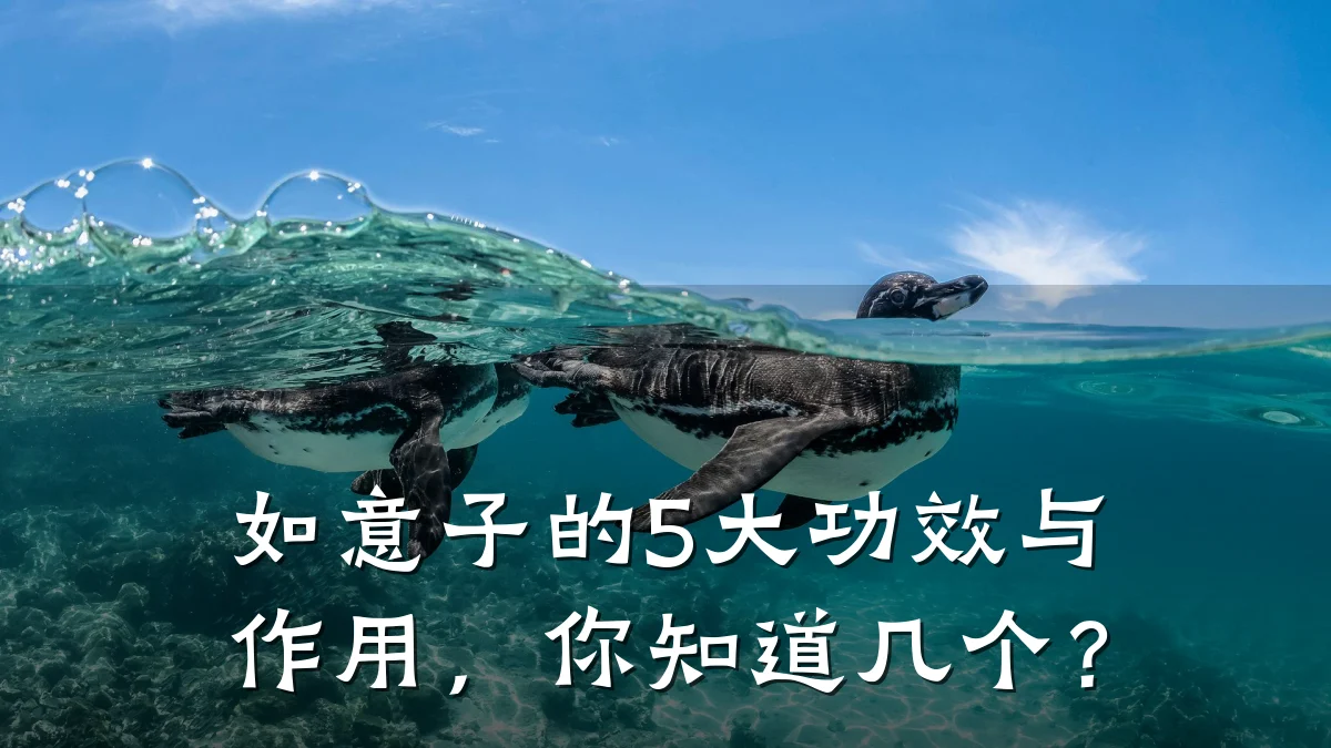 如意子的5大功效与作用,你知道几个?