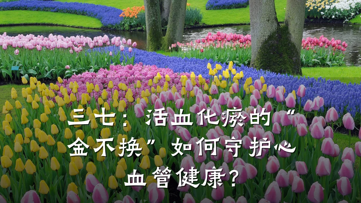 三七：活血化瘀的“金不换”如何守护心血管健康？
