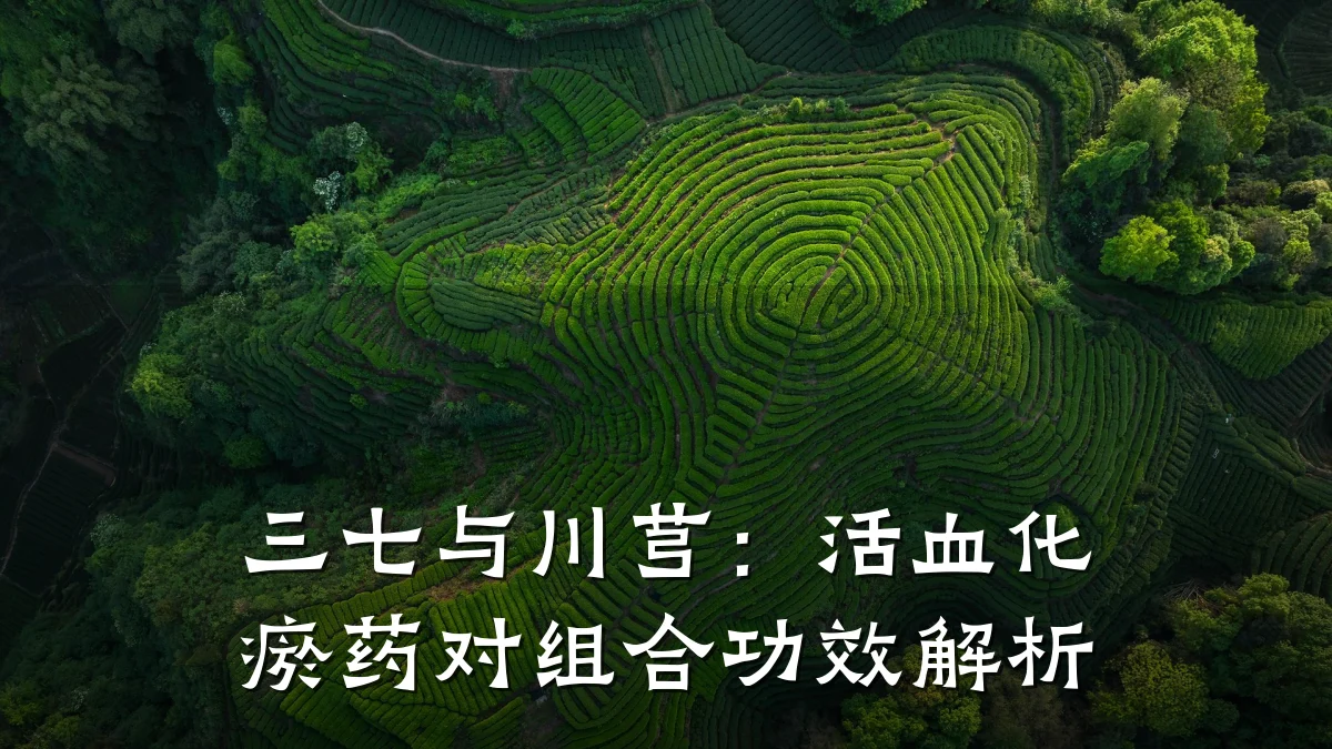 三七与川芎:活血化瘀药对组合功效解析