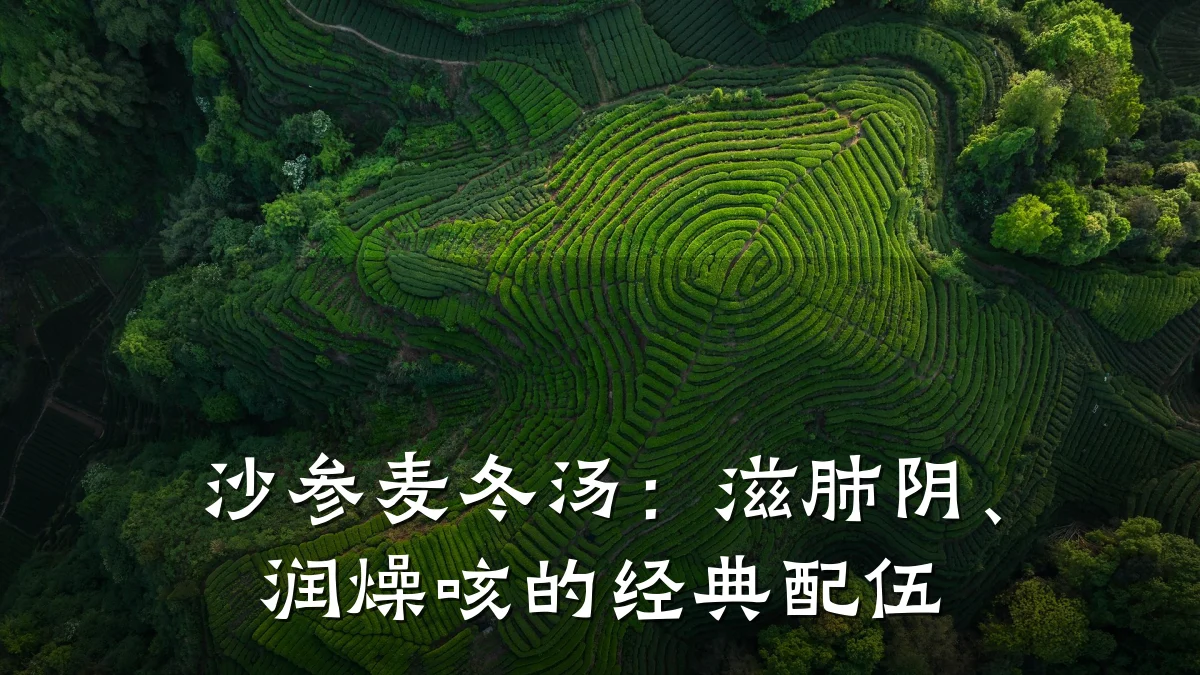 沙参麦冬汤:滋肺阴、润燥咳的经典配伍