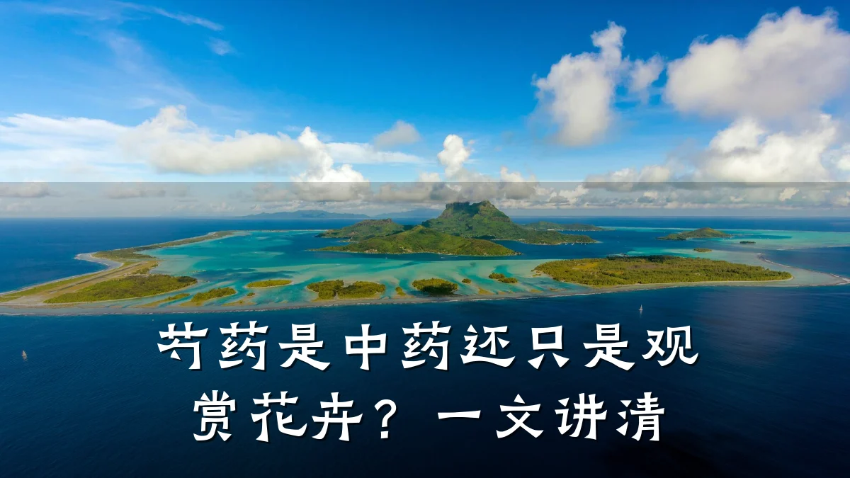 芍药是中药还只是观赏花卉?一文讲清
