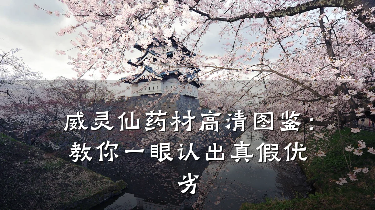 威灵仙药材高清图鉴:教你一眼认出真假优劣
