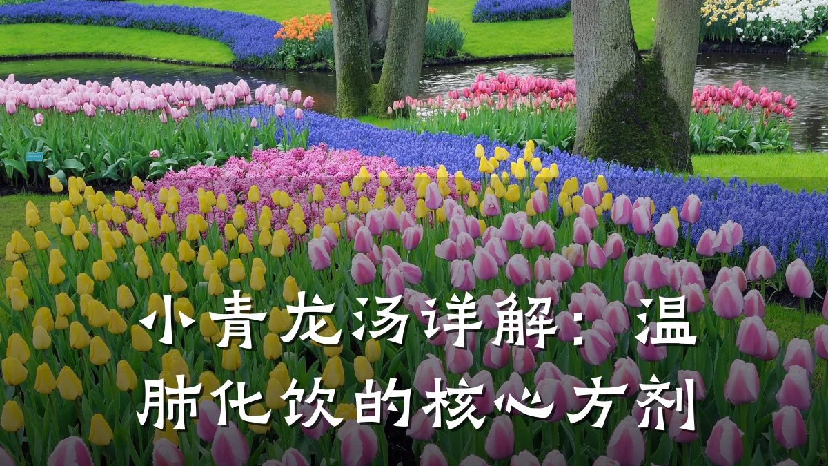 小青龙汤详解：温肺化饮的核心方剂