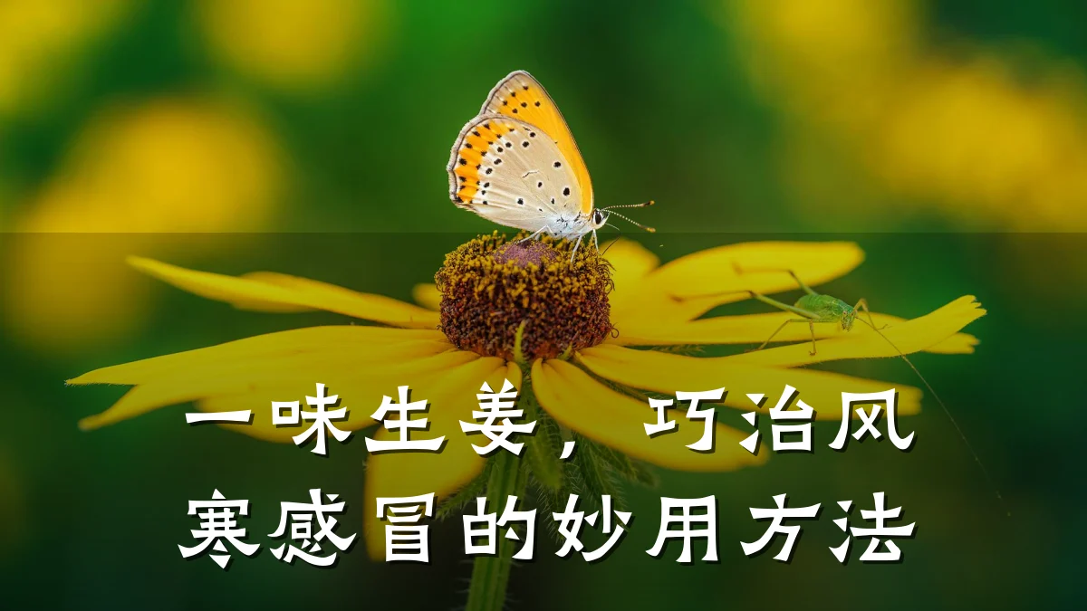 一味生姜，巧治风寒感冒的妙用方法