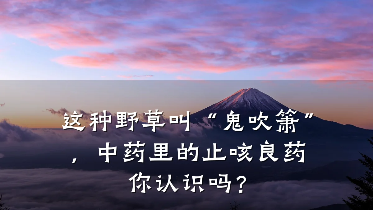 这种野草叫“鬼吹箫”，中药里的止咳良药你认识吗？