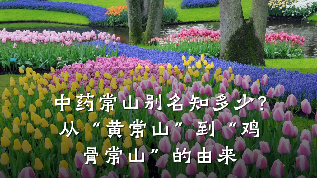 中药常山别名知多少？从“黄常山”到“鸡骨常山”的由来