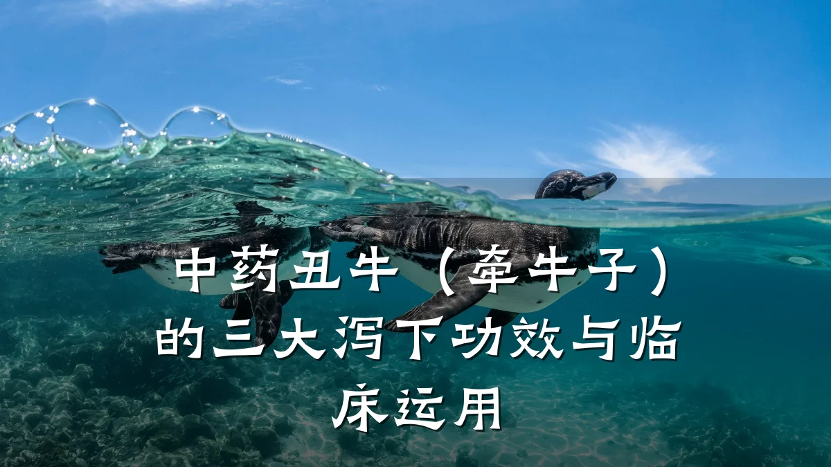 中药丑牛(牵牛子)的三大泻下功效与临床运用