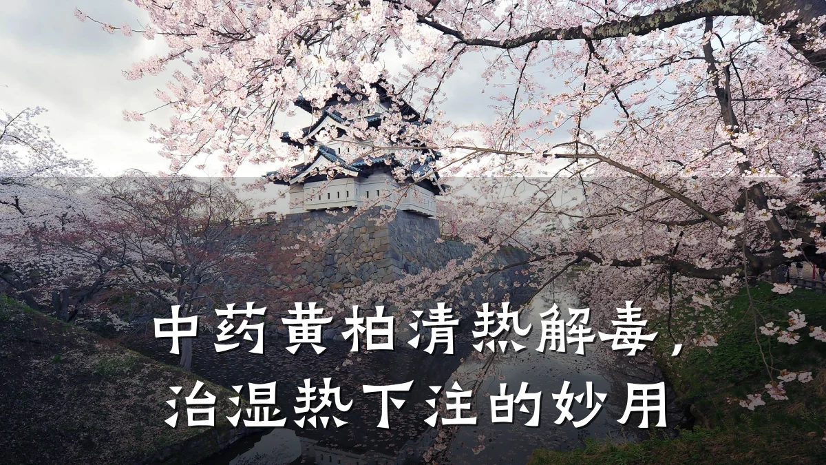 中药黄柏清热解毒，治湿热下注的妙用