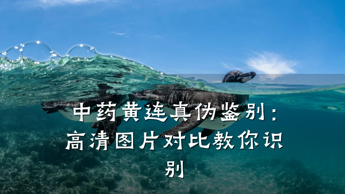 中药黄连真伪鉴别:高清图片对比教你识别