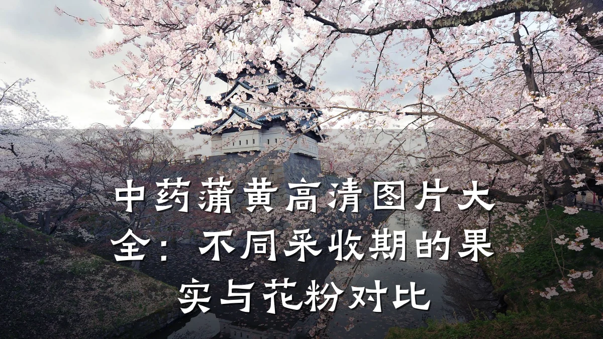 中药蒲黄高清图片大全：不同采收期的果实与花粉对比