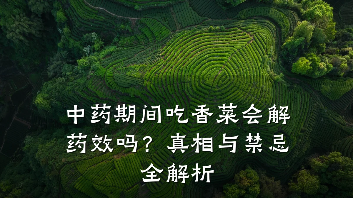 中药期间吃香菜会解药效吗?真相与禁忌全解析