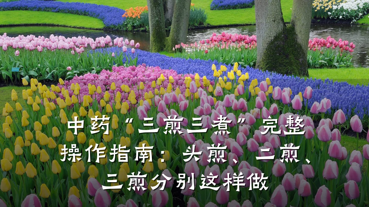 中药“三煎三煮”完整操作指南：头煎、二煎、三煎分别这样做