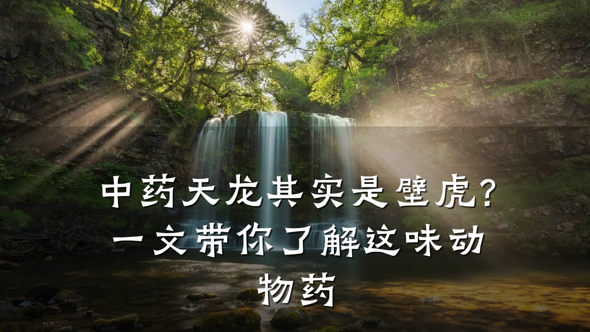 中药天龙其实是壁虎?一文带你了解这味动物药