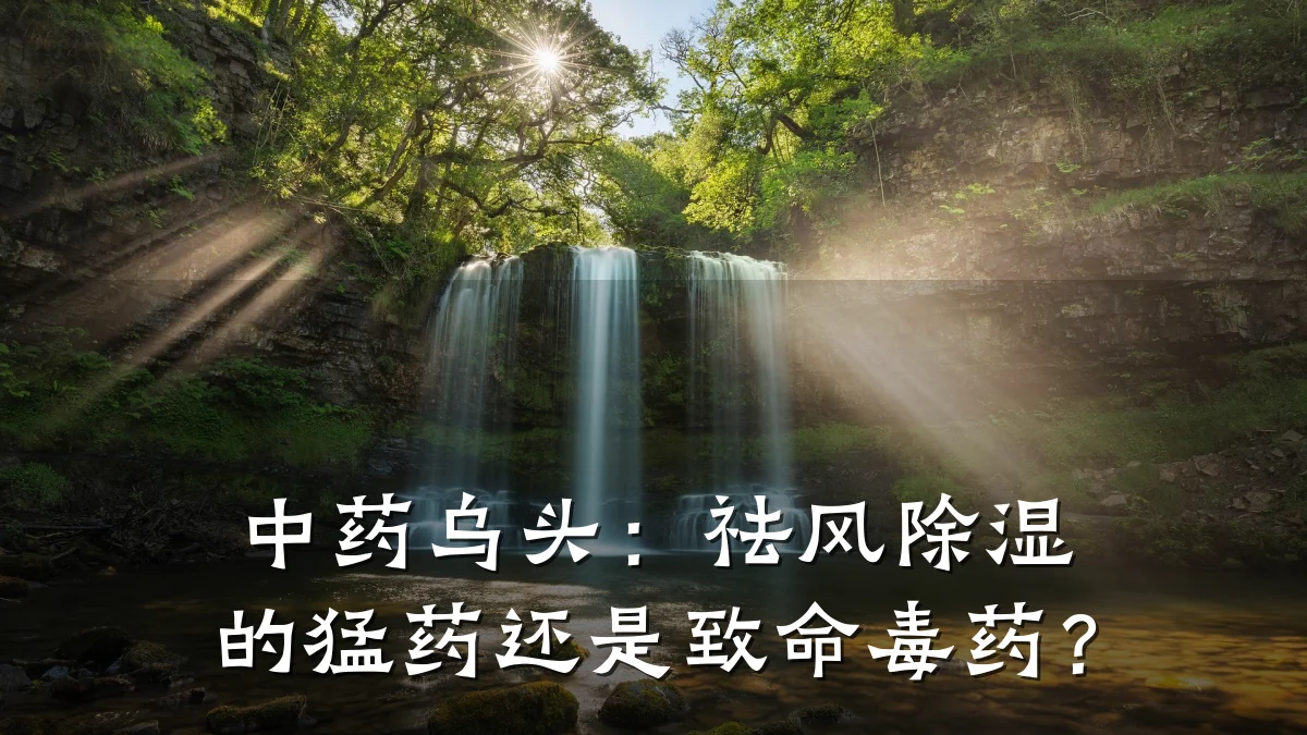 中药乌头:祛风除湿的猛药还是致命毒药?