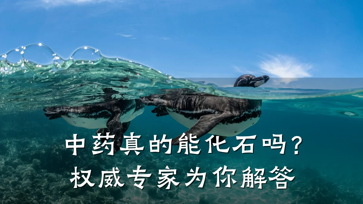 中药真的能化石吗?权威专家为你解答